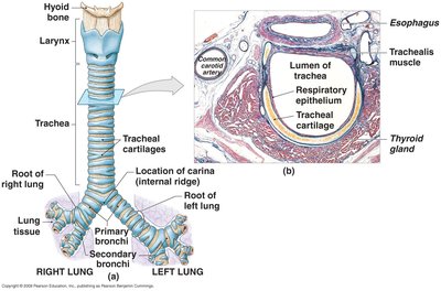 Trachea and bronchial tree anatomy
