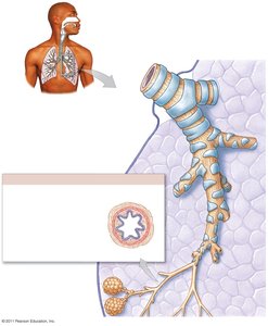 Bronchi and bronchioles structure and airway distribution