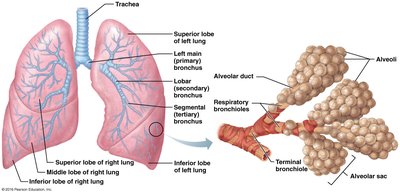 Alveoli and respiratory membrane structure