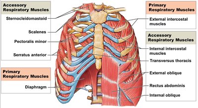 Primary and accessory respiratory muscles