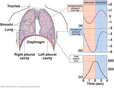 Pressure changes during inhalation and exhalation