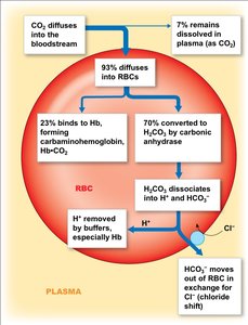 CO2 transport in blood: dissolved, bound to Hb, as bicarbonate