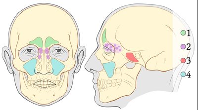 Paranasal sinuses and nasal cavity anatomy