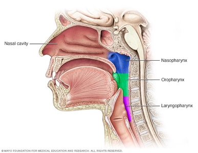 Regions of the pharynx: nasopharynx, oropharynx, laryngopharynx