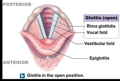 Laryngeal cartilages: epiglottis, thyroid, cricoid