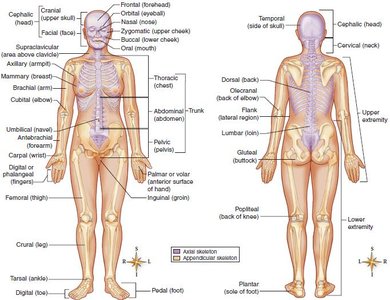 Diagram of axial and appendicular body regions