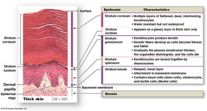 Diagram of thick skin structure and layers