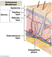 Diagram of cutaneous membrane layers