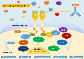 EGF signaling pathway diagram