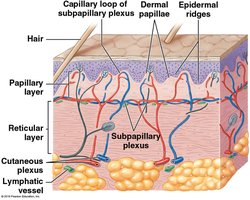 Diagram of dermal layers