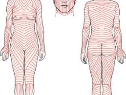 Diagram of skin tension lines