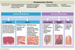 Summary table of integumentary system functions and structures