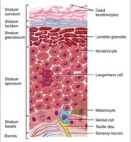 Labeled diagram of epidermal layers and cell types
