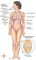 Diagram of body membranes including cutaneous, serous, mucous, and synovial membranes