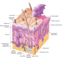 Microscopic view of skin showing epidermis, dermis, and associated structures
