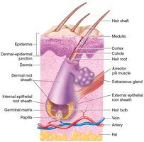 Structure of a hair follicle and associated skin layers