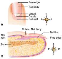 Structure of the human nail, including nail body, root, and lunula