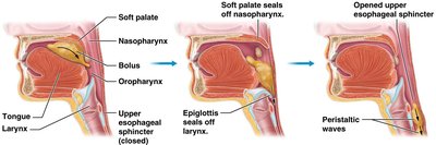 Diagram showing the stages of swallowing (deglutition)