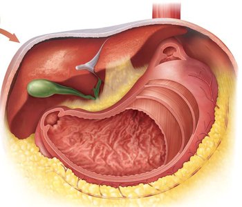 Diagram of the stomach showing rugae and internal anatomy