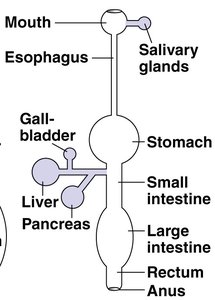 Diagram of the digestive system showing main organs and accessory glands
