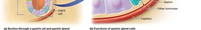 Diagram showing the functions of gastric gland cells