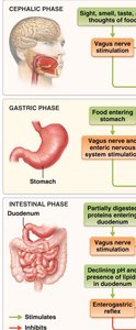 Detailed flowchart of the regulation of gastric secretion during the three phases