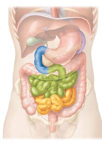 Diagram showing the small intestine and its regions in the abdominal cavity