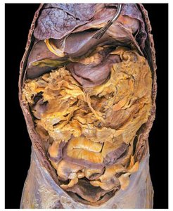 Dissection image showing the greater omentum and mesenteries