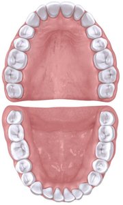 Diagram of human dentition (upper and lower teeth)