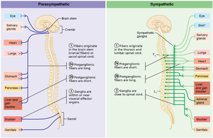 Sympathetic vs Parasympathetic comparison