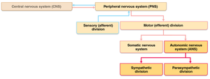 Nervous system organization chart