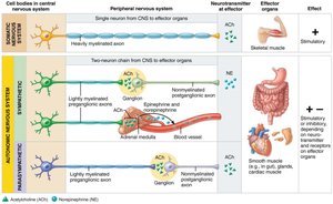 SNS vs ANS neural pathways and effectors