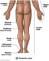 Posterior anatomical landmarks (lower body)