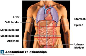 Anatomical relationships of quadrants and regions to organs
