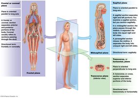 Sectional planes: frontal, sagittal, transverse