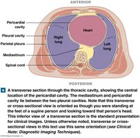 Transverse section of thoracic cavity