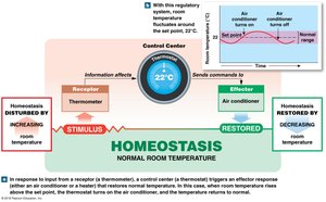 Homeostasis: control of room temperature