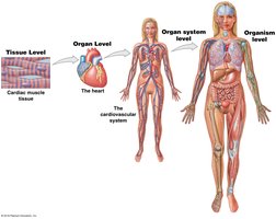 Levels of organization: tissue, organ, organ system, organism