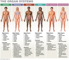 Organ systems: lymphatic, respiratory, digestive, urinary, male and female reproductive