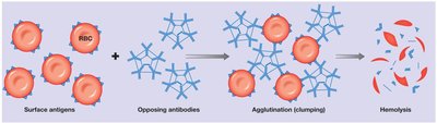 Cross-reaction: agglutination and hemolysis