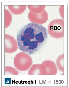 Neutrophil under microscope