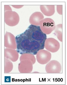 Basophil under microscope