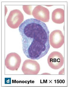 Monocyte under microscope