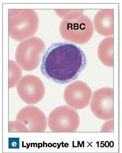 Lymphocyte under microscope