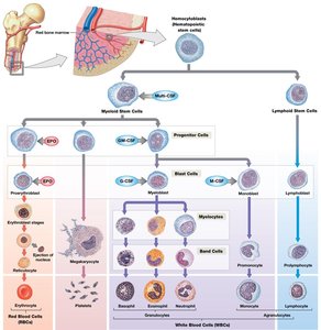 Origins and differentiation of formed elements