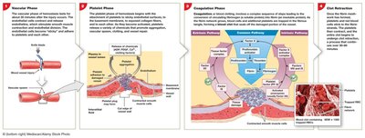 Phases of hemostasis and clot retraction