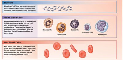 Platelets, white blood cells, and red blood cells
