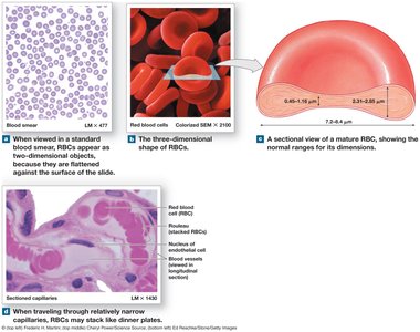 Structure and stacking of red blood cells