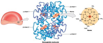 Hemoglobin molecule structure