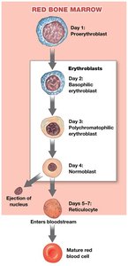 Stages of erythropoiesis in red bone marrow